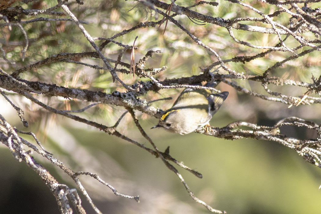 Goldcrest